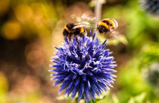 animal bees bloom blooming